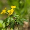 Anémone Fausse - Renoncule ( Anemone ranunculoide - FJV5 )