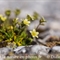 Saxifrage Sillonnée (Saxifraga exarata - FJV1 )