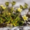 Saxifrage Sillonnée (Saxifraga exarata - FJV3 )