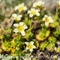 Saxifrage Sillonnée (Saxifraga exarata - FJV2 )