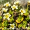 Saxifrage Sillonnée (Saxifraga exarata - FJV4 )