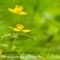 Anémone Fausse - Renoncule ( Anemone ranunculoide - FJV4 )