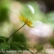 Anémone Fausse - Renoncule ( Anemone ranunculoide - FJV8 )