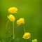 Trolle d'europe (Trollius europaeus - FJV12)
