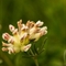Anthyllide Alpestre ( Anthyllis vulneraria subsp. alpestris - FJV5)