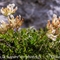 Anthyllide Alpestre ( Anthyllis vulneraria subsp. alpestris - FJV3)