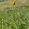 Séneçon doronic ( senecio doronicum - FJV6)