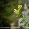 Muflier à larges feuilles ( Antirrhinum majus subsp. latifolium - FJV6 )