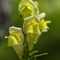 Muflier à larges feuilles ( Antirrhinum majus subsp. latifolium - FJV5 )