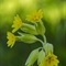 Primevère officinale ( primula veris - FJV3 )