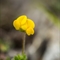 Lotier Corniculé (Lotus corniculatus subsp. corniculatus - FJV1)