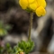 Lotier Corniculé (Lotus corniculatus subsp. corniculatus - FJV5 )