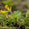 Lotier Corniculé (Lotus corniculatus subsp. corniculatus - FJV4 )