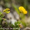 Lotier Corniculé (Lotus corniculatus subsp. corniculatus - FJV2 )