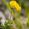 Lotier Corniculé (Lotus corniculatus subsp. corniculatus - FJV3 )