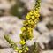 Molène noire (verbascum nigrum - FJV1)