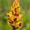 Orobanche Grêle ( Orobanche gracilis - FJV2)