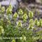 Crapaudine des Alpes ( Sideritis hyssopifolia - FJV1 )