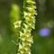 Digitale jaune (Digitalis lutea - FJV2 )