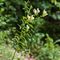 Muflier à larges feuilles ( Antirrhinum majus subsp. latifolium - FJV1 )