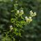 Muflier à larges feuilles ( Antirrhinum majus subsp. latifolium - FJV3 )