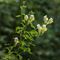 Muflier à larges feuilles ( Antirrhinum majus subsp. latifolium - FJV3 )