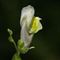 Muflier à larges feuilles ( Antirrhinum majus subsp. latifolium - FJV4 )