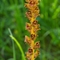 Orobanche Grêle ( Orobanche gracilis - FJV3)