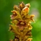 Orobanche Grêle ( Orobanche gracilis - FJV4)