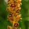 Orobanche Grêle ( Orobanche gracilis - FJV1)