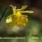 Jonquille ( narcissus pseudo-narcissus - FJV3 )
