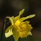 Jonquille ( narcissus pseudo-narcissus - FJV1 )