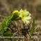 Primevère élevée  (Primula elatior subsp. elatior - FJV1)