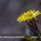 Tussilage (tussilago farfara L. - FJV6)