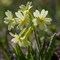 Primevère élevée  (Primula elatior subsp. elatior - FJV5)