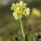 Primevère élevée  (Primula elatior subsp. elatior - FJV4)