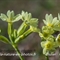 Primevère élevée  (Primula elatior subsp. elatior - FJV3)