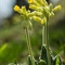 Primevère officinale ( primula veris - FJV2 )
