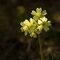 Primevère élevée  (Primula elatior subsp. elatior - FJV7)