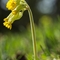 Primevère officinale ( primula veris - FJV1 )