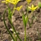 Gagée Jaune ( gagea lutea- FJV1 )