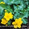 Populage des marais ( caltha palustris - FJV2 )