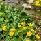 Populage des marais ( caltha palustris - FJV1 )