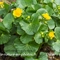 Populage des marais ( caltha palustris - FJV3 )