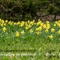 Jonquille ( narcissus pseudo-narcissus - FJV2 )