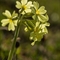 Primevère élevée  (Primula elatior subsp. elatior - FJV6)