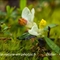 Polygale faux-buis ( polygala chamaebuxus - FJV1)