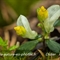 Polygale faux-buis ( polygala chamaebuxus - FJV3)