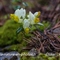 Polygale faux-buis ( polygala chamaebuxus - FJV4)