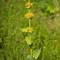 Gentiane jaune (Gentiana lutea - FJV2)